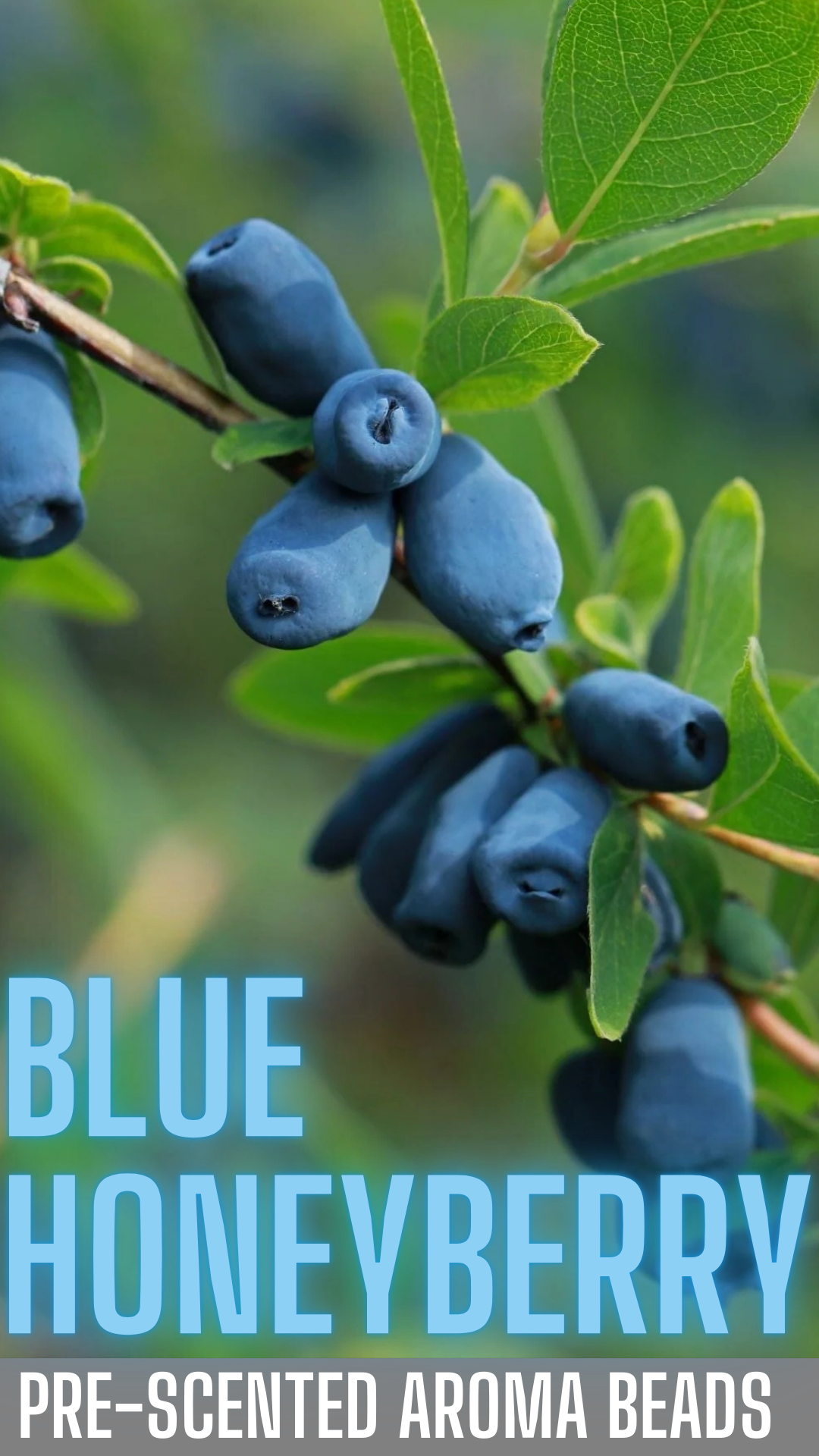 Blue Honeyberry PRE-SCENTED Freshie Beads