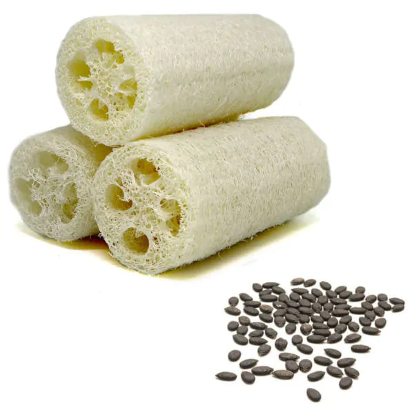 scandalous soap loofah seeds gourd sponge