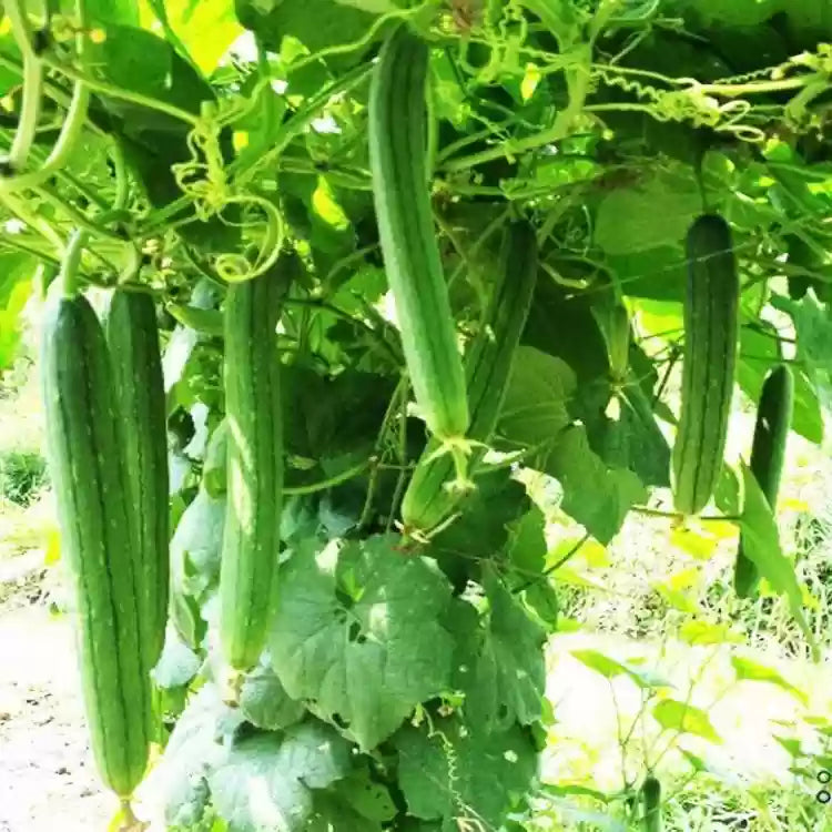 Loofah Sponge Seeds