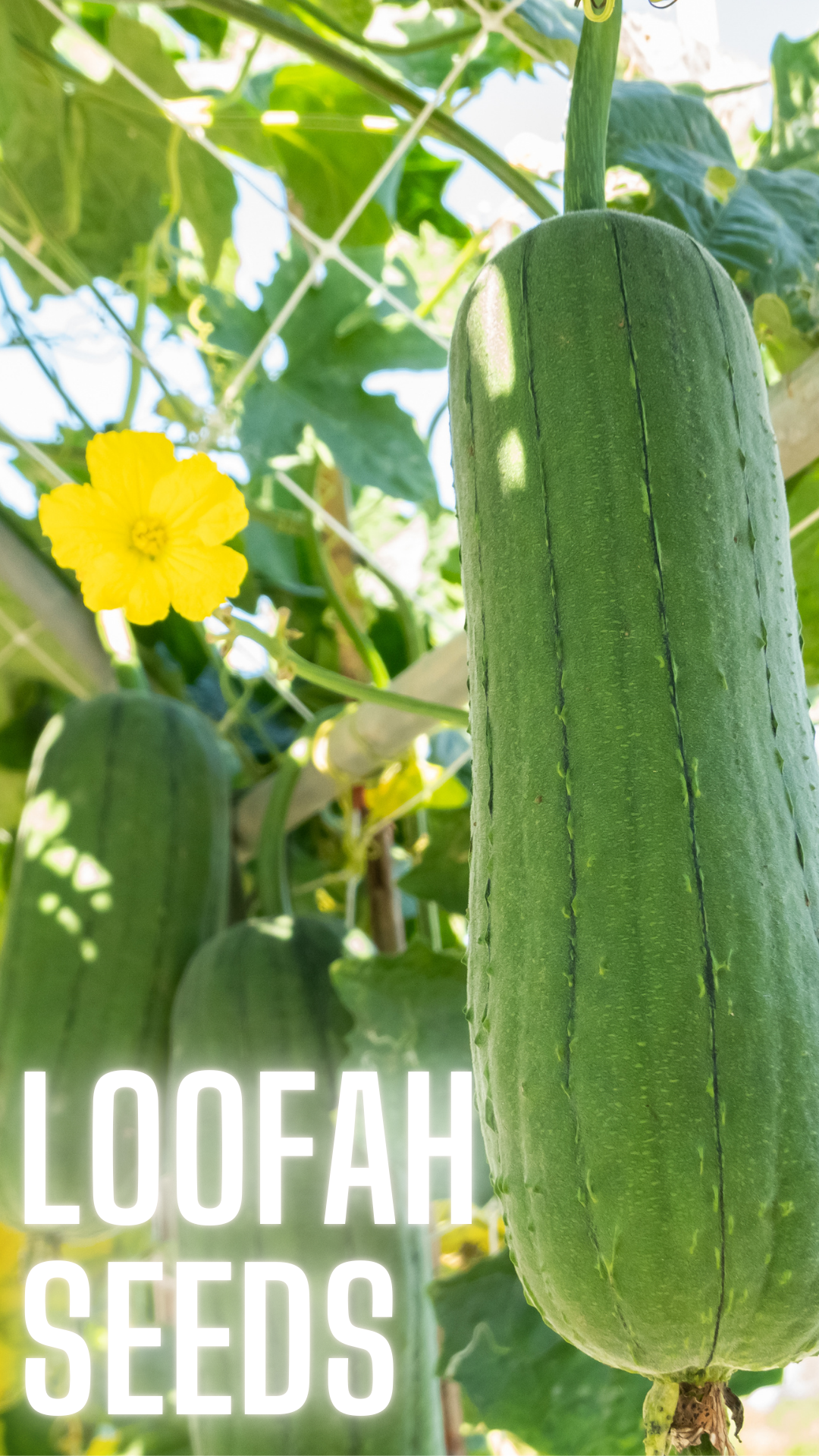 Loofah Sponge Seeds