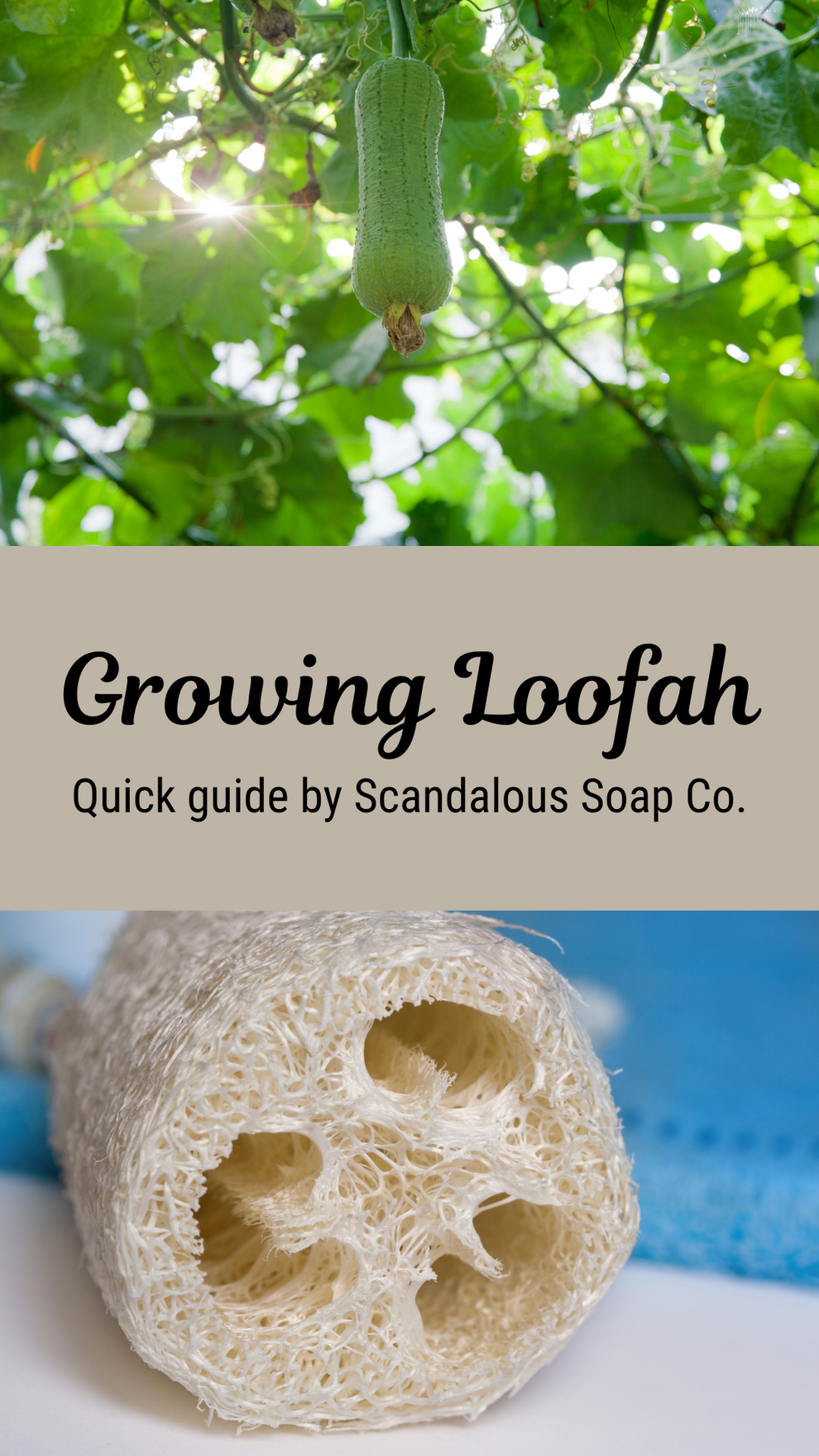 Growing Loofah E-Download – Scandalous Soap