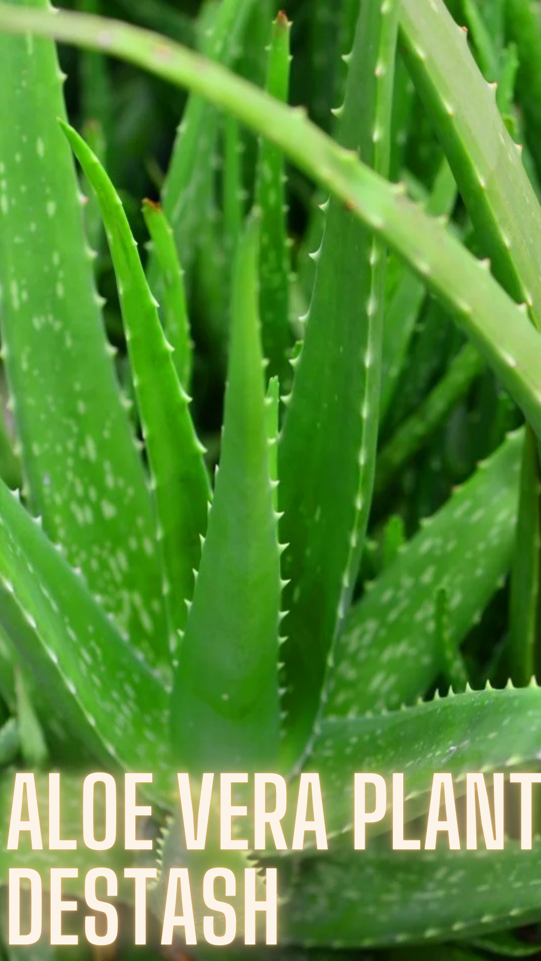 Aloe Plant - DESTASH