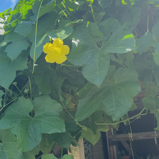 scandalous soap loofah plant