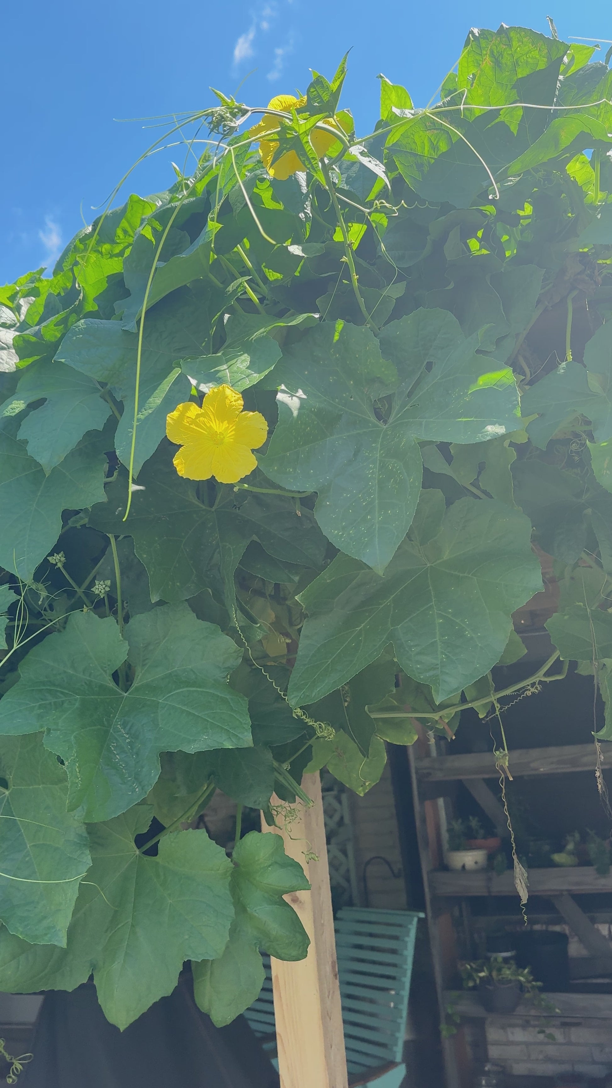 scandalous soap loofah plant